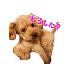 トイプの勘吉（個別スタンプ：5）