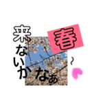 いろいろ写真スタンプ（個別スタンプ：6）