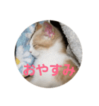ひこ＆くー 4（個別スタンプ：1）