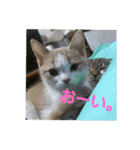 ひこ＆くー 4（個別スタンプ：2）