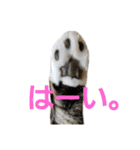 ひこ＆くー 4（個別スタンプ：3）
