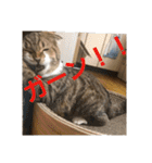 ひこ＆くー 4（個別スタンプ：6）