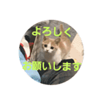 ひこ＆くー 4（個別スタンプ：8）