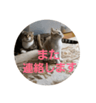 ひこ＆くー 4（個別スタンプ：12）