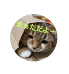 ひこ＆くー 4（個別スタンプ：32）