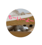 ひこ＆くー 4（個別スタンプ：34）