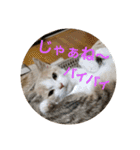 ひこ＆くー 4（個別スタンプ：35）
