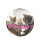 ひこ＆くー 4（個別スタンプ：36）