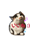 お寺猫のりたま NEW（個別スタンプ：1）