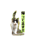 お寺猫のりたま NEW（個別スタンプ：3）