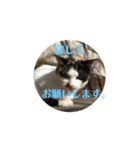 お寺猫のりたま NEW（個別スタンプ：4）