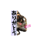 お寺猫のりたま NEW（個別スタンプ：5）