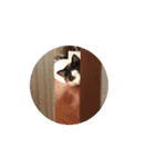 お寺猫のりたま NEW（個別スタンプ：12）