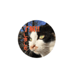お寺猫のりたま NEW（個別スタンプ：13）