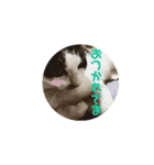 お寺猫のりたま NEW（個別スタンプ：15）