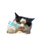 お寺猫のりたま NEW（個別スタンプ：16）