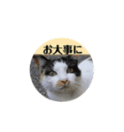 お寺猫のりたま NEW（個別スタンプ：18）