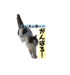 お寺猫のりたま NEW（個別スタンプ：19）