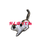 お寺猫のりたま NEW（個別スタンプ：20）