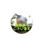 お寺猫のりたま NEW（個別スタンプ：23）