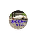 お寺猫のりたま NEW（個別スタンプ：24）