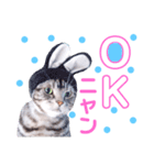 sima-sima nekoのスタンプ（個別スタンプ：1）