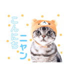 sima-sima nekoのスタンプ（個別スタンプ：2）