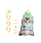 sima-sima nekoのスタンプ（個別スタンプ：7）