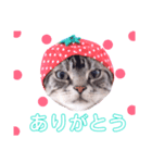 sima-sima nekoのスタンプ（個別スタンプ：8）