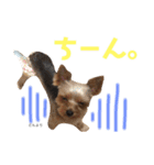 くーちゃんのはっぴースタンプ（個別スタンプ：8）