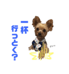 くーちゃんのはっぴースタンプ（個別スタンプ：12）