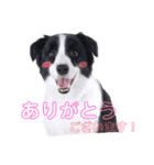 ボーダーコリー(虎丸くん)（個別スタンプ：2）