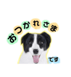 ボーダーコリー(虎丸くん)（個別スタンプ：11）