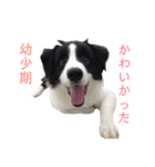 ボーダーコリー(虎丸くん)（個別スタンプ：13）