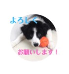 ボーダーコリー(虎丸くん)（個別スタンプ：15）