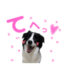 ボーダーコリー(虎丸くん)（個別スタンプ：16）