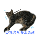 日常で使えるスタンプ(猫)（個別スタンプ：4）