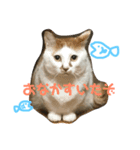 日常で使えるスタンプ(猫)（個別スタンプ：5）
