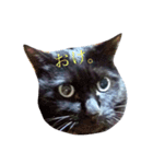 黒猫ぱふぃーちゃん（個別スタンプ：2）
