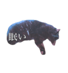 黒猫ぱふぃーちゃん（個別スタンプ：6）