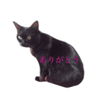 黒猫ぱふぃーちゃん（個別スタンプ：7）