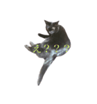 黒猫ぱふぃーちゃん（個別スタンプ：8）