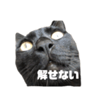 うち の ねこ（個別スタンプ：3）