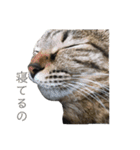うち の ねこ（個別スタンプ：4）