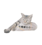 うち の ねこ（個別スタンプ：5）