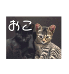 うち の ねこ（個別スタンプ：9）