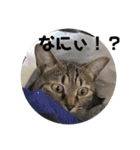 うち の ねこ（個別スタンプ：10）