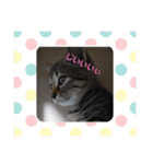 うち の ねこ（個別スタンプ：11）