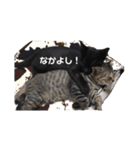 うち の ねこ（個別スタンプ：14）