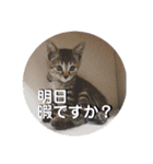 うち の ねこ（個別スタンプ：15）